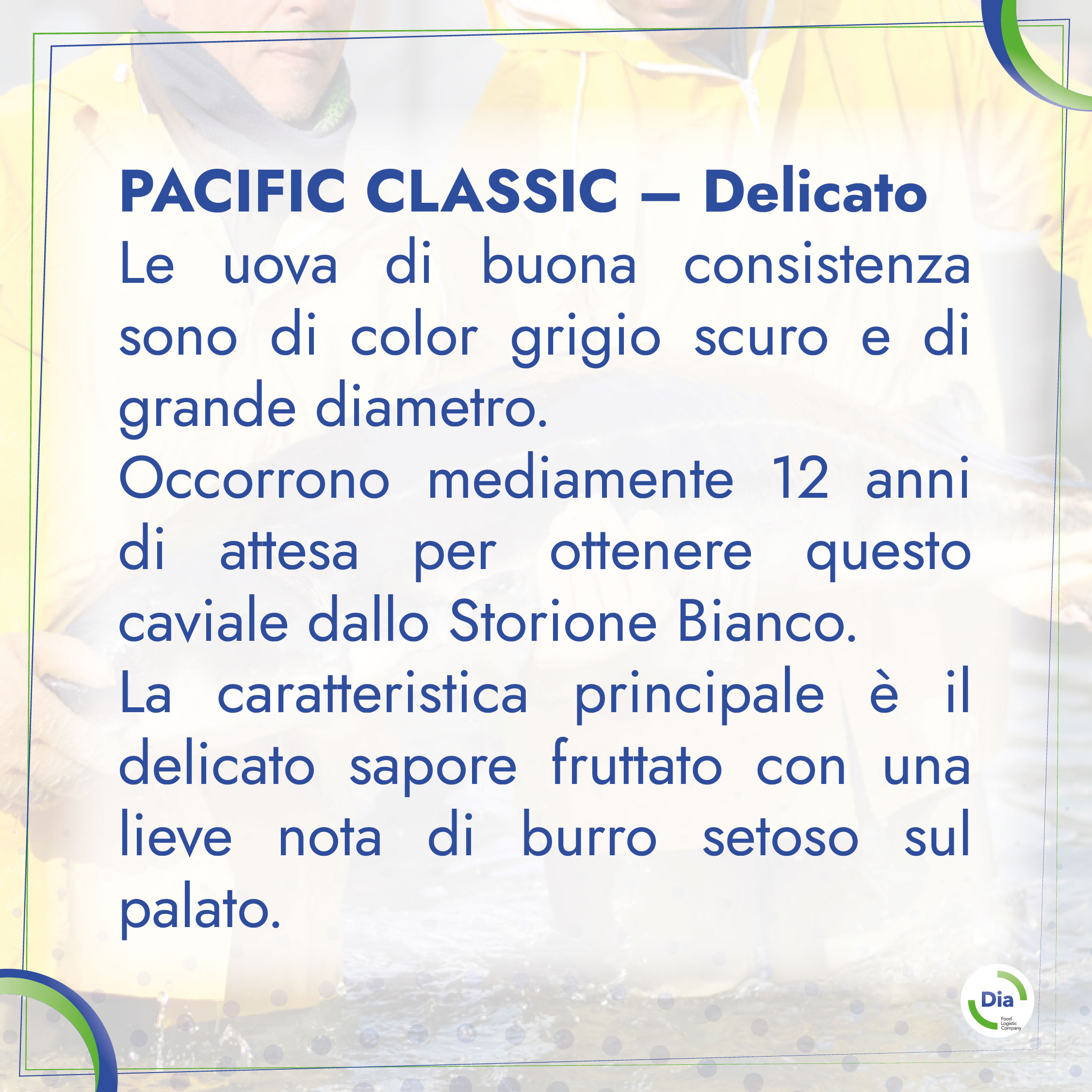 PACIFIC CLASSIC – Delicato Le uova di buona consistenza sono di color grigio scuro e di grande diametro. Occorrono mediamente 12 anni di attesa per ottenere questo caviale dallo Storione Bianco. La caratteristica principale è il delicato sapore fruttato con una lieve nota di burro setoso sul palato.
