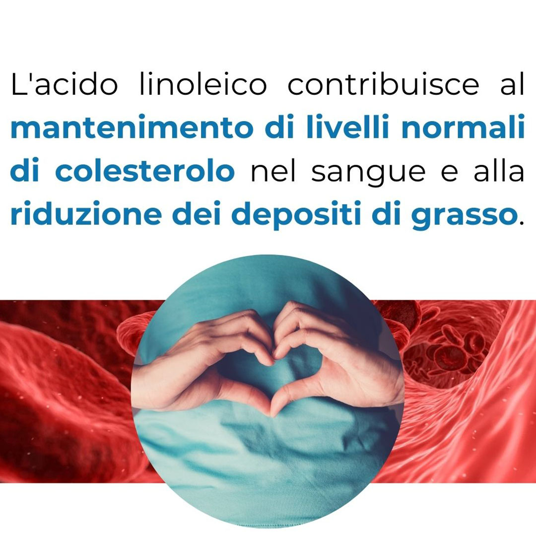 L'acido linoleico contribuisce al mantenimento di livelli normali di colesterolo nel sangue e alla riduzione dei depositi di grasso. - Frutta secca Eurocompany